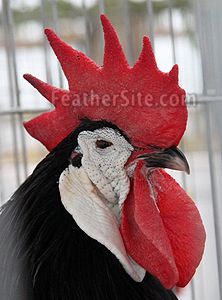 a close up of a rooster in a cage