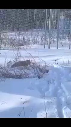 an animal that is standing in the snow near some bushes and trees with no leaves on it