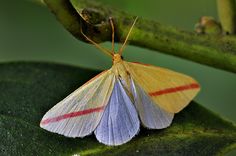 a yellow and blue moth sitting on top of a green leaf