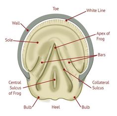 the structure of an animal's skull with labels on each side and labeled in red