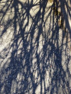 the shadow of a tree on the ground