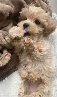 a small brown dog laying on top of a blanket