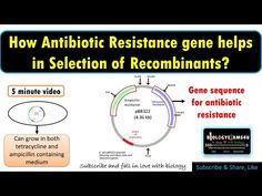 a diagram with the words how antibiotic resistance gene helps in selection of recombinants?