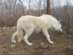 a large white dog standing on top of a dirt field next to a chain link fence