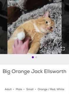 an orange and white cat laying on top of a bed next to a person's hand