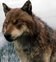 a close up of a wolf's face with trees in the background