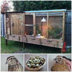 an outdoor chicken coop with several pictures of the inside and outside, including eggs in a basket