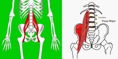 the muscles are highlighted in red and green, along with an image of a human skeleton