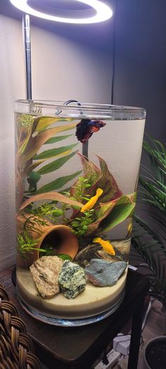 a fish tank filled with plants and rocks on a table next to a plant pot