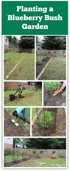 a series of photos showing how to plant a blueberry bush garden in the backyard