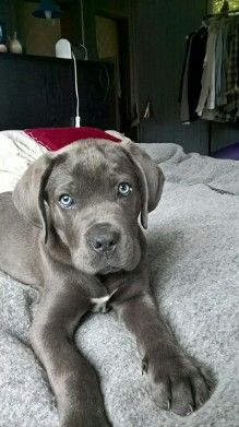 a gray dog laying on top of a bed