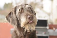 a brown dog sitting in front of an outdoor grill