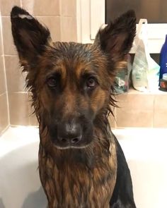 a wet dog sitting in a bath tub