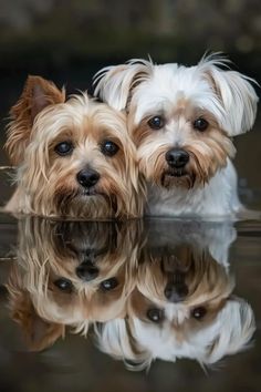 two small dogs sitting next to each other on top of a body of water with their reflection in the water