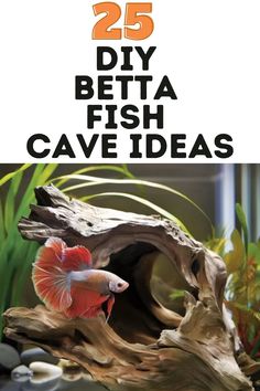 the 25 diy betta fish cave ideas