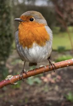 a small bird sitting on top of a tree branch