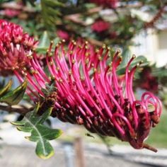 pink flowers are blooming on a tree branch