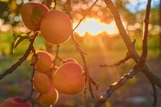 the sun is shining through the branches of an apple tree with fruit hanging from it