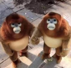 two monkeys standing next to each other on a sidewalk