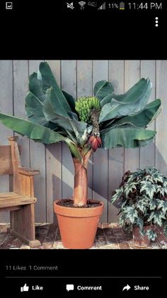 a potted plant sitting next to a wooden bench