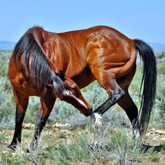 a brown horse standing on top of a lush green field