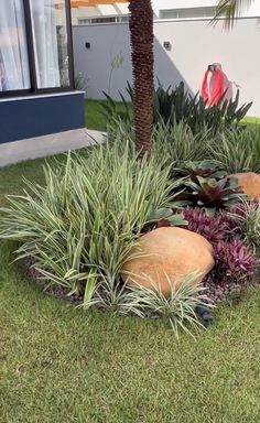 some plants and rocks in the grass near a building