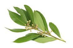 green leaves and buds on white background royalty photo