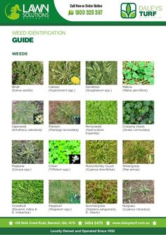 the lawn solution website is shown with many different types of plants and shrubs in it