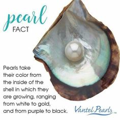 Pick A Pearl, Quotes About Pearls, Pearl In Oyster, Rare Pearls, Pearl Party, Art Coquillage, Oyster Pearl