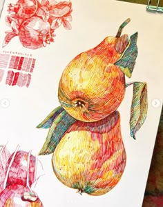 a drawing of an apple and pear on a piece of paper with colored pencils