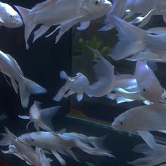 an aquarium filled with lots of white fish