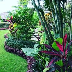 a lush green garden with purple and red flowers in the center, surrounded by palm trees