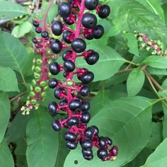 black berries are growing on the green leaves