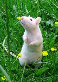 a white rat sitting on its hind legs in the grass with yellow flowers around it