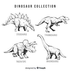 four dinosaurs with different types of their names