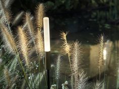 some plants that are next to each other in front of a body of water with light shining on them