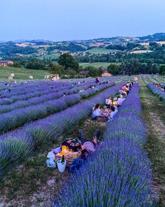 many people are sitting in the middle of a field full of lavender flowers and eating