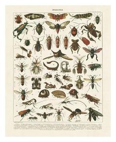 an insect poster with many different types of bugs and other insects on it's back