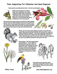 an illustrated book with pictures of plants and animals in the title, plant adaptions for pollination and seed dispensing