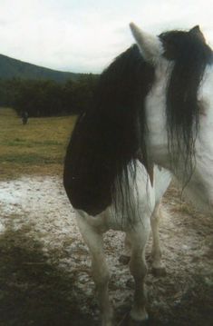 a black and white horse standing on top of a grass covered field