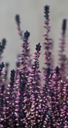 purple flowers are growing in the field