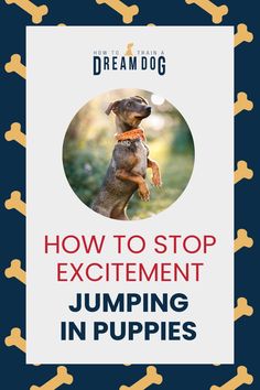 a dog jumping up in the air with text overlay reading how to stop excitement jumping in puppies