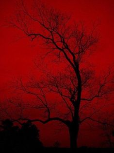 the silhouette of a tree against a red sky