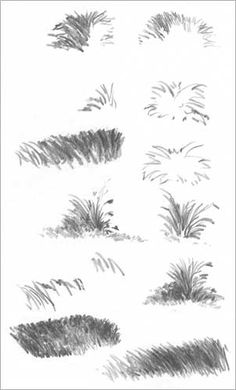 several different types of grass on a white background, each with black and white ink