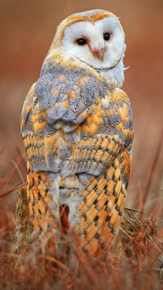 an owl is sitting in the grass with its eyes closed and it's head turned to the side