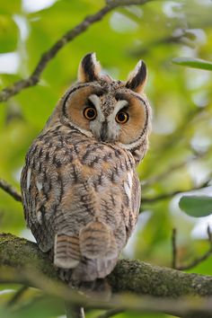 an owl sitting on top of a tree branch