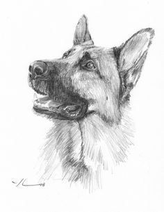 a pencil drawing of a german shepherd dog