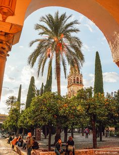 people sitting on benches under an orange tree in front of a building with a clock tower