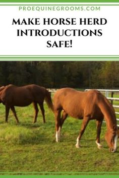 two horses grazing in a field with the words make horse herd instructions safe written below