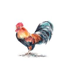 a painting of a rooster on a white background